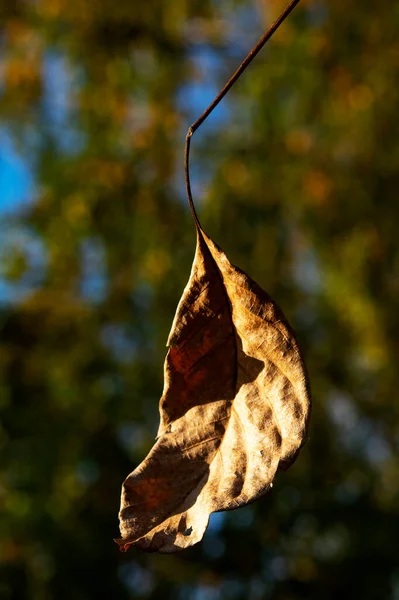 Foto Natureza Cores Outono — Fotografia de Stock