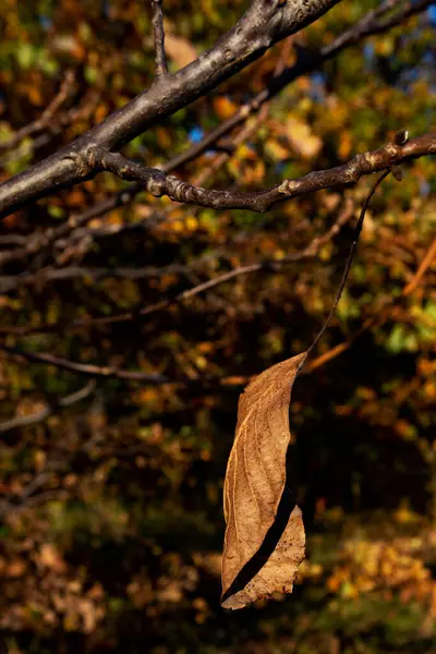 Foto Natureza Cores Outono — Fotografia de Stock