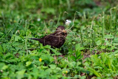 Karatavuk yere yuva yapmak için saman toplar.