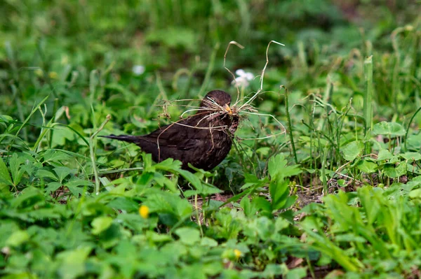 Blackbird Collects Hay Build Nest Ground — Stock Photo, Image
