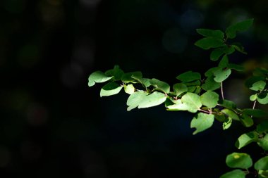 Ormandaki ağaçtaki yapraklar siyah arka planda