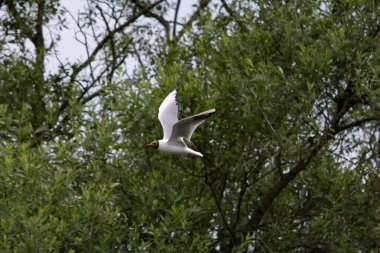 Gölün kıyısında siyah başlı martı