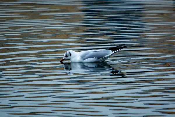 Gaviota Cabeza Negra Junto Lago —  Fotos de Stock