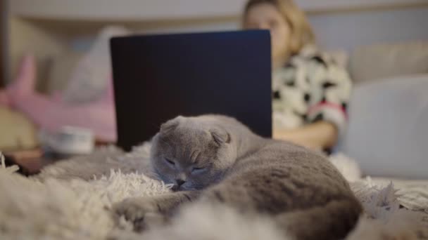 Μια χαριτωμένη Βρετανίδα γάτα ξαπλώνει στο κρεβάτι, κουρασμένη και τεμπέλα. Ωραίο κοιμισμένο πρόσωπο — Αρχείο Βίντεο
