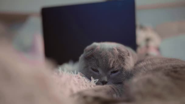 Lindo Gato Británico Yace Cama Cansado Perezoso Bonita Cara Dormilona — Vídeos de Stock
