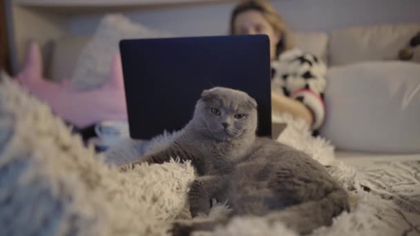ผู้หญิงผมบลอนด์ผ่อนคลายที่บ้านดูหนังหรืออนุกรมบนแล็ปท็อปกับแมวอังกฤษของเธอบนเตียง — วีดีโอสต็อก