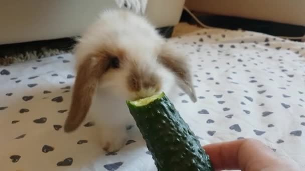 Karmienie królika świeżym ogórkiem. Piękne zwierzę koncepcja — Wideo stockowe