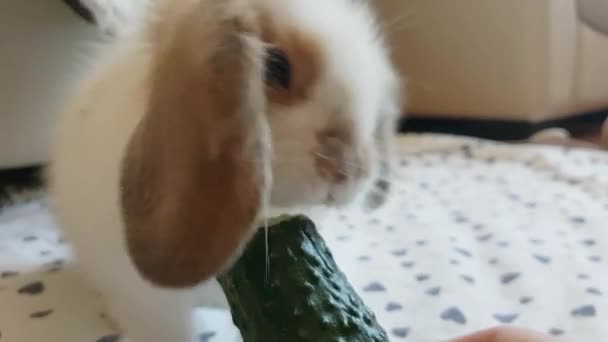 用新鲜黄瓜喂兔子.可爱的宠物概念 — 图库视频影像