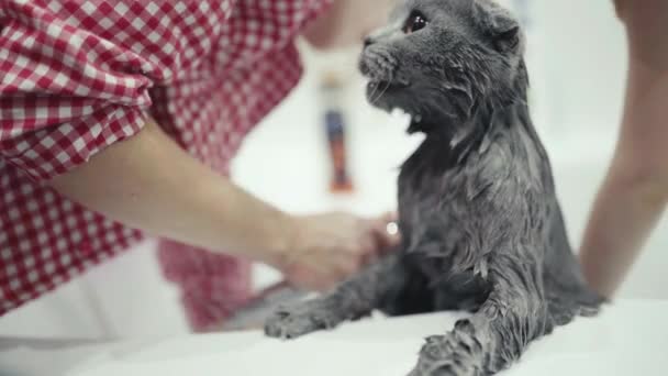 Britse kat in de badkamer. Waskat. Meisjes wassen het schattige poesje. Een close-up. Handheld — Stockvideo