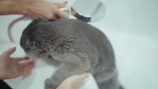 Holky koupají britskou kočku v koupelně. Portrét mokré roztomilé kočky. Ta holka mluví s kočkou. Handheld — Stock video