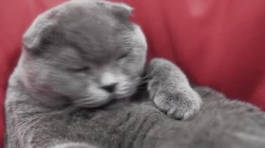 Güzel kedi. İngiliz İskoç kedisi. Kedi yatarken yıkıyor. Evcil hayvan odasında dinleniyor..