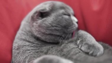 Güzel kedi. İngiliz İskoç kedisi. Kedi yatarken yıkıyor. Evcil hayvan odasında dinleniyor..