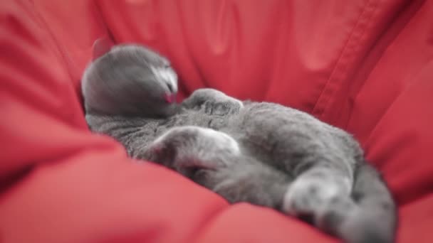 Красивая кошка. Британская шотландская кошка. Кошка стирает, когда лжет. домашние животные отдыхают в номере. — стоковое видео