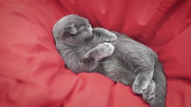 Beautiful cat. british scottish fold cat. cat is washing while lying. pet rests in the room. — Stock Video