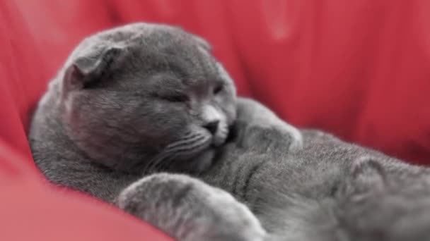 Mooie kat. Britse Schotse vouwkat. kat wast terwijl hij liegt. huisdier rust in de kamer. — Stockvideo