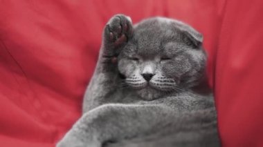 Güzel kedi. İngiliz İskoç kedisi. Kedi yatarken yıkıyor. Evcil hayvan odasında dinleniyor..