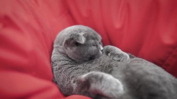 Mooie kat. Britse Schotse vouwkat. kat wast terwijl hij liegt. huisdier rust in de kamer. — Stockvideo