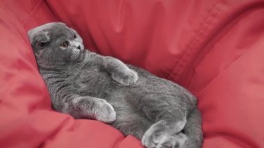 Güzel İngiliz tembel kedisine yaklaş ve komik yüzüyle kameraya bak.