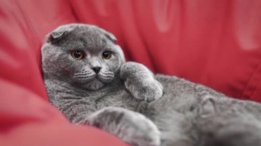 Güzel İskoç tembel kedisine yaklaş. Komik yüzüyle kameraya bakıyor.