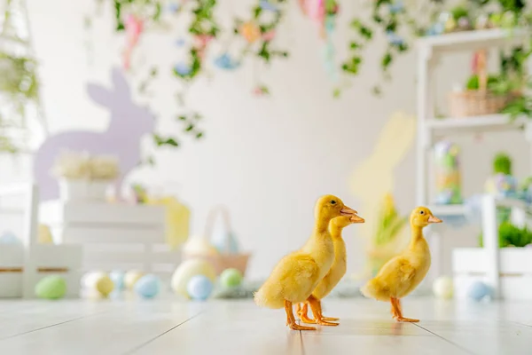 Easter studio decoration. ducklings on background of colorful dyed eggs, wooden bunnys, flowers — Stock Photo, Image