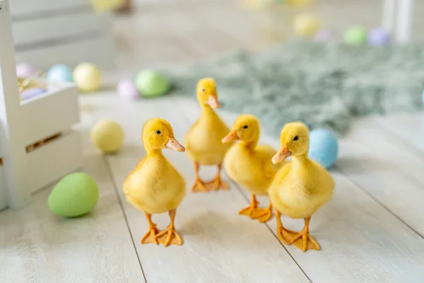 Easter studio decoration. ducklings walks on background of colorful dyed eggs, wooden boxes. — Stock Photo, Image