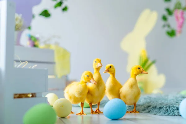 Ducklings walk on Easter studio decoration. Colorful dyed eggs, wooden bunnys, flowers, wooden boxes — Stock Photo, Image