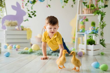 Tatlı çocuk Paskalya stüdyosu dekorasyonunda tüylü ördek yavrularını takip ediyor. Çocuklar için Paskalya. 