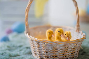 Üç sarı ördek yavrusu samanla saman sepetinde oturuyor. Paskalya kompozisyonu. Renkli boyalı yumurtalar 