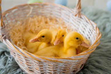 Üç sarı ördek yavrusu samanla saman sepetinde oturuyor. Paskalya konsepti. 