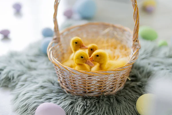Four yellow fluffy ducklings sits in a straw basket with hay. Easter composition. Colorful dyed eggs — Stock Photo, Image