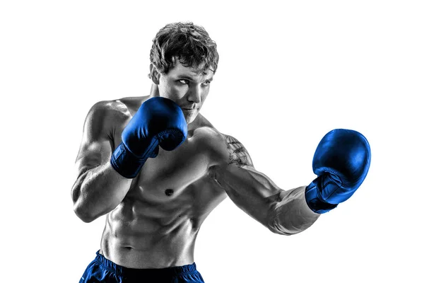 Portrét boxera, který cvičí zvedák v modrých rukavicích na bílém pozadí. Černobílý trup — Stock fotografie