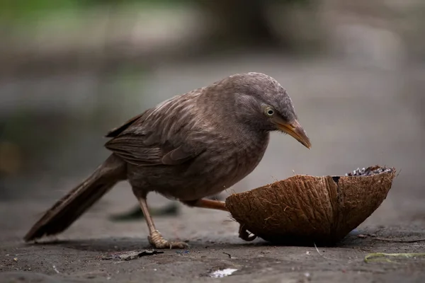 Güzel Bir Geveze Kuş Yarım Hindistan Cevizi Yiyor — Stok fotoğraf