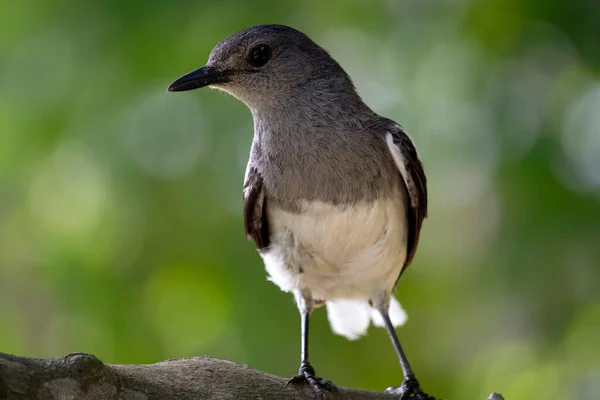 Ένα Όμορφο Ανατολίτικο Magpie Robin Θηλυκό Πουλί Κάθεται Ένα Κλαδί — Φωτογραφία Αρχείου