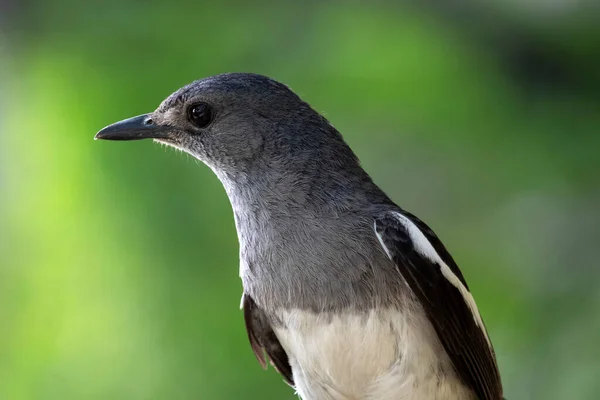 Κοντινό Πλάνο Του Ένα Όμορφο Ανατολίτικο Magpie Robin Θηλυκό Πουλί — Φωτογραφία Αρχείου