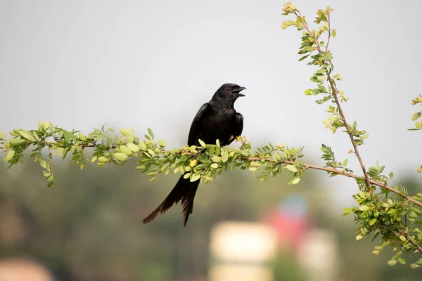 Pájaro Drongo Negro Sienta Una Rama Árbol Busca Comida — Foto de Stock