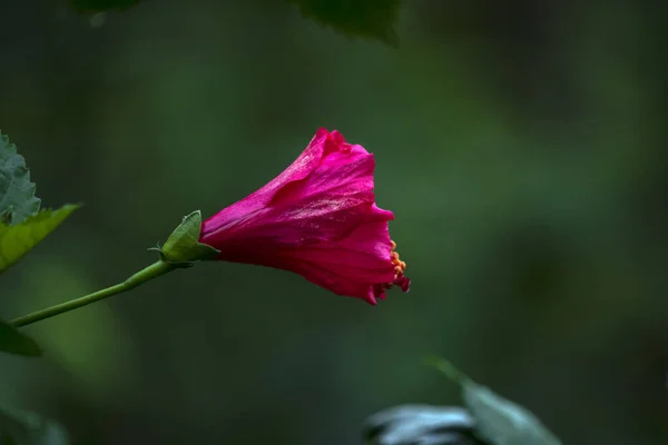 Jaba Phool Hibiscus Rosa Sinensis yeşil renk arkaplanı
