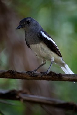 Doğulu saksağan bülbülü dişi kuş bir ağaç dalına oturur. 