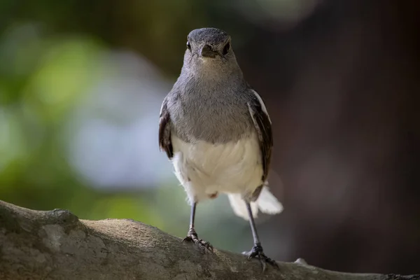 Beautiful Oriental Magpie Robin Female Bird Sit Branch Tree Looking — Stockfoto