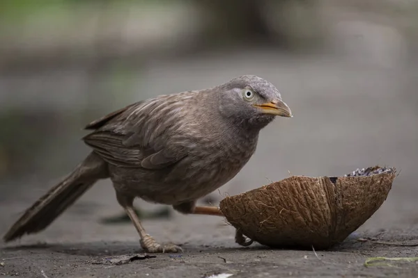 A babbler ( jangle babbler ) bird eating coconut in a hot day 