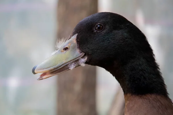 Face close up of a female domestic duck 