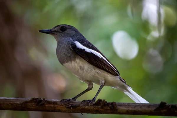 A oriental magpie robin female bird sit on a branch of tree and looking for his food 