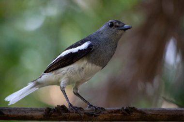 A beautiful oriental magpie robin female bird  sit on a branch and looking for his food 