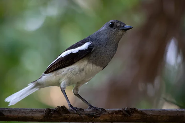 A beautiful oriental magpie robin female bird  sit on a branch and looking for his food 