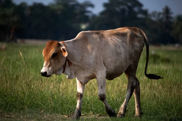 A Indian female domestic cow in a green grass field 