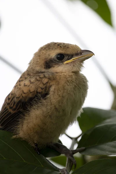 Bebê Cauda Longa Shrike Pássaro Rosto Perto — Fotografia de Stock