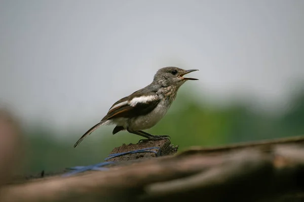 Belo Oriental Magpie Robin Pássaro Feminino Sentar Ramo Cantar Uma — Fotografia de Stock