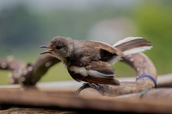 Oriental Magpie Robin Pássaro Fêmea Sentar Galho Árvore — Fotografia de Stock