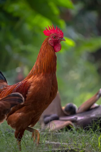 Yeşil çim tarlasında yürüyen kahverengi bir tavuk ve yiyecek arıyor, tavuk. 
