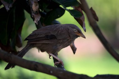 Bir geveze (jangle geveze) kuş bir ağaç dalına oturur ve yemeğini arar. 