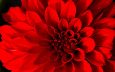 Güzel bir yıldız çiçeğinin yakın görüntüsü 